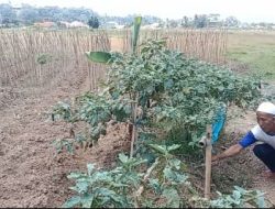 Selain Kesulitan Air untuk Bercocok tanam, Petani di Kalong Liud Nanggung Keluhkan Mahalnya Harga Pupuk
