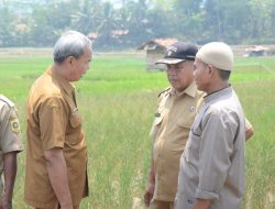 Distanhorbun Kabupaten Bogor Tangani Dampak Kekeringan Sektor Pertanian Melalui Jaminan AUTP