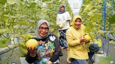 Di Made Fresh, Pengunjung Bisa Menikmati Petik Buah Melon Langsung dari Pohonnya, Disini Tempatnya