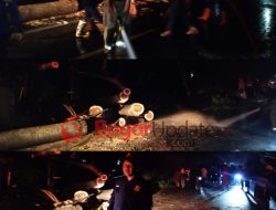 Pohon Tumbang di Jalan Raya Cibungbulang, Lalin Tersendat dan Dialihkan
