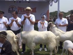 Festival Ternak Domba dan Kambing di Pakansari Dipuji Menteri Teten Masduki