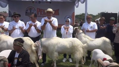 Festival Ternak Domba dan Kambing di Pakansari Dipuji Menteri Teten Masduki