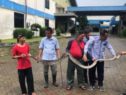Ular Piton Sepanjang 3 Meter Hebohkan Karyawan PT Honoris Industty, Berhasil Ditangkap Pawang