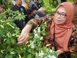 Dorong Gerakan Pertanian Perkotaan, DKPP Kota Bogor dan TPID Panen Cabai Rawit di Ciluar
