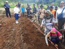 Manfaatkan Lahan Tidak Produktif, Gapoktan Tumaritis Desa Cijeruk Bertanam Kacang Koro