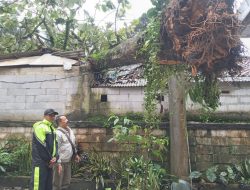 Cuaca Ekstrem, Bangunan Sekolah dan 5 Rumah di Kecamatan Sukajaya Rusak Tertimpa Pohon