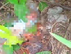 Warga Desa Tegal Kemang Digegerkan Penemuan Bayi Perempuan Dikerumuni Semut di Semak-Semak