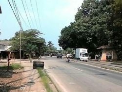 Membahayakan Pengendara, Warga Minta Pohon di Jalan Kemang-Parung Dipangkas