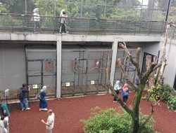 Animalium BRIN: Kawasan Wisata Ilmu Pengetahuan Satwa Terbesar di Indonesia