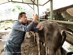Jelang Idul Adha 2024, Pemkab Bogor Lakukan Pengecekan Kesehatan Hewan Qurban