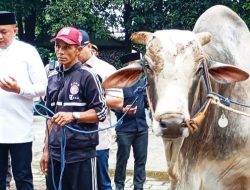 Ketua DPRD Rudy Susmanto Bagikan 48 Sapi Kurban dari Prabowo Subianto di Babakan Madang