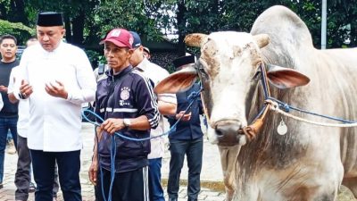 Ketua DPRD Rudy Susmanto Bagikan 48 Sapi Kurban dari Prabowo Subianto di Babakan Madang