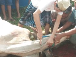 Idul Adha 1445 H PWI Kabupaten Bogor Sembelih Hewan Kurban 2 Ekor Sapi dan 6 Kambing