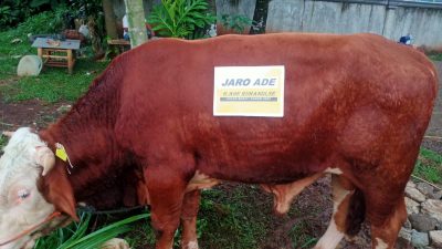 Lewat Sahaja Tajurhalang, Jaro Ade Kurban Sapi Seberat 800 Kg untuk Warga