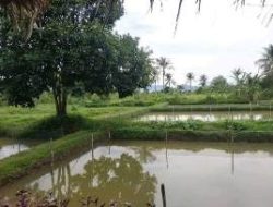 Masuk Musim Kemarau, Sejumlah Tambak Ikan di Ciseeng Mulai Kekeringan