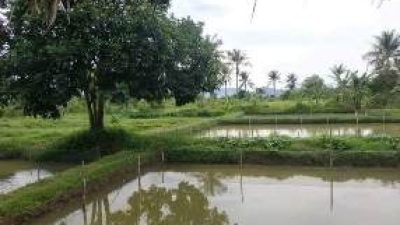 Masuk Musim Kemarau, Sejumlah Tambak Ikan di Ciseeng Mulai Kekeringan