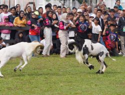 Integrasikan Peternakan dengan Budaya dan Pariwisata, Pemkab Bogor Kembali Gelar Festival Ketangkasan Domba