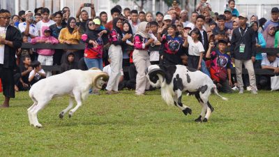 Integrasikan Peternakan dengan Budaya dan Pariwisata, Pemkab Bogor Kembali Gelar Festival Ketangkasan Domba
