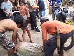 Diseruduk Babi Hutan, Dua Warga Sukamakmur Alami Luka Robek di Kaki