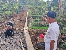 Ringankan Ongkos Angkut Hasil Panen, Pemdes Wargajaya Buka dan Bangun Jalan di Tengah Pesawahan