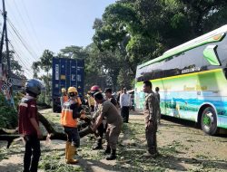 Pohon Tumbang Timpa Truk di Jonggol Bogor, Jalan Raya Sempat Macet Panjang