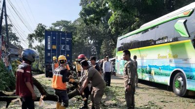 Pohon Tumbang Timpa Truk di Jonggol Bogor, Jalan Raya Sempat Macet Panjang
