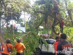 Pohon Tumbang Timpa Mobil dan Motor di Jalan Raya Bogor-Sukabumi, 8 Orang Luka-luka