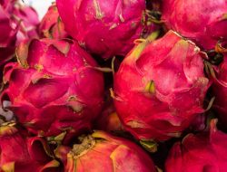 Inilah 5 Manfaat Buah Naga Bagi Kesehatan Tubuh dan Kecantikan