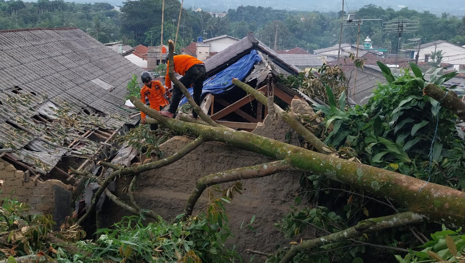 Pohon Durian Tumbang, 3 Rumah di Cigombong Rusak
