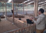 Berburu Bebek Petelur Sampai Indramayu, Ini Tujuan Ketapang 2025 Desa Kemang