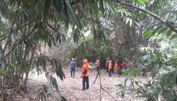 Monyet Ekor Panjang Resahkan Warga Desa Tegal Kemang, BPBD dan Damkar Turun Tangan