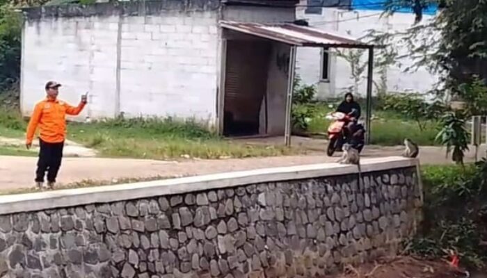 Monyet Liar Masuk Permukiman Warga dan Acak-acak Warung di Desa Tegal Kemang
