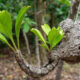 Ahli Biologi IPB Gali Keunikan Tumbuhan Sarang Semut, Flora Khas Penghuni Hutan Tropis