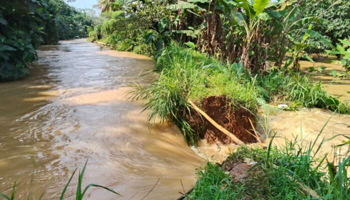 Tanggul Sungai Cibeuteung Jebol, Ratusan Tambak Ikan di Ciseeng Terendam Banjir